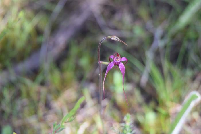 Caladenia - Pink spider orchid DSC_6762.JPG